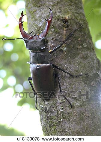 bough, animals, beetle, back view, Austria, alfred View Large Photo Image Stock Photo - bough, animals, beetle, back view, Austria, alfred. Fotosearch