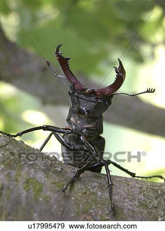 branch, animals, bough, beetle, Austria, alfred View Large Photo Image Stock Photo - branch, animals, bough, beetle, Austria, alfred. Fotosearch