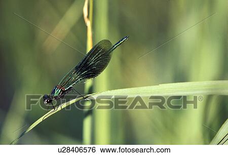 Stock Photograph - calf, austria, blue wings, background, autumn, calopteryx, animal. Fotosearch