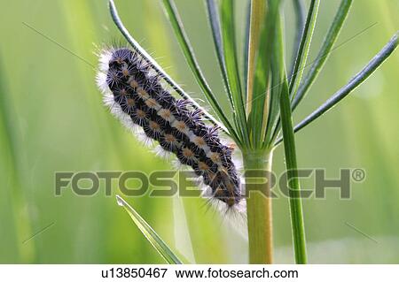 Caterpillar on a plant View Large Photo Image Stock Photo - Caterpillar on a plant. Fotosearch