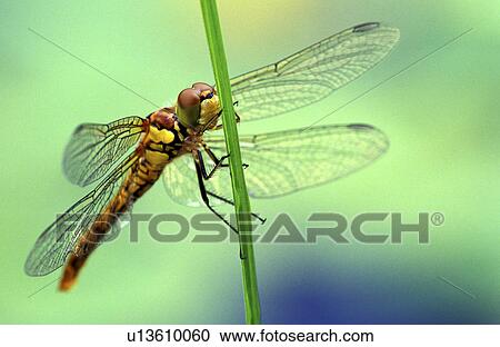 Christian, close-up, CLOSE, animals View Large Photo Image Stock Image - Christian, close-up, CLOSE, animals. Fotosearch