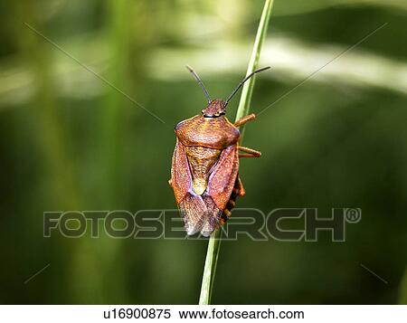 CLOSE, animals, baumwanze, back view, Austria, alfred View Large Photo Image Stock Photography - CLOSE, animals, baumwanze, back view, Austria, alfred. Fotosearch