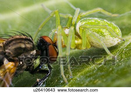 close-up, animal, cankerous, arachnid, animals, alfred View Large Photo Image Stock Image - close-up, animal, cankerous, arachnid, animals, alfred. Fotosearch