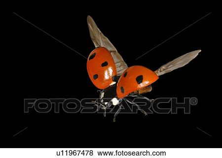 close-up, animals, CLOSE, black, austria, alfred View Large Photo Image Stock Photo - close-up, animals, CLOSE, black, austria, alfred. Fotosearch