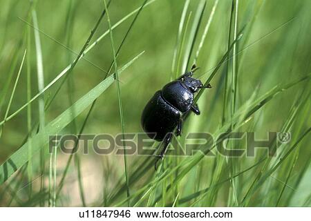 close-up, beetle, CLOSE, black, Bernhard, animals View Large Photo Image Stock Photograph - close-up, beetle, CLOSE, black, Bernhard, animals. Fotosearch