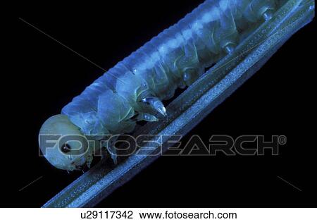 close-up, bough, CLOSE, caterpillar, branch, glow, animals View Large Photo Image Stock Image - close-up, bough, CLOSE, caterpillar, branch, glow, animals. Fotosearch