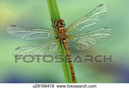 Close-up of a dragonfly View Large Photo Image Stock Photo - Close-up of a dragonfly. Fotosearch