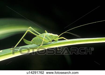Stock Image - Close-up of a grasshopper. Fotosearch