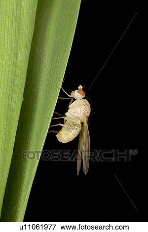 Close-up of an insect View Large Photo Image Stock Photo - Close-up of an insect. Fotosearch