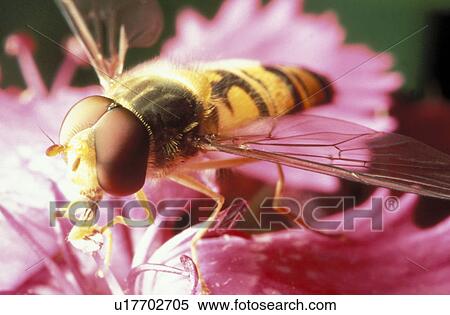 Close-up to a bee on a flower View Large Photo Image Stock Photography - Close-up to a bee on a flower. Fotosearch