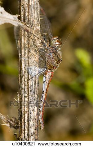 Stock Image - Close-up to a dragonfly . Fotosearch