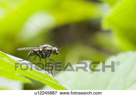 Close-up to a fly View Large Photo Image Stock Photo - Close-up to a fly. Fotosearch