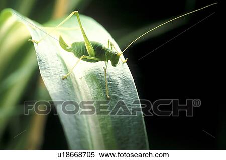 Close-up to a grasshopper View Large Photo Image Stock Photography - Close-up to a grasshopper. Fotosearch