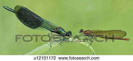 Close-up to two dragonflies View Large Photo Image Stock Image - Close-up to two dragonflies . Fotosearch