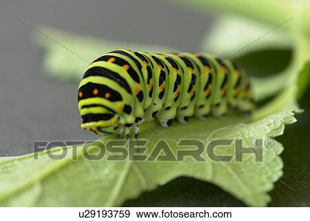 coloration, farbenvielfalt, flügeltiere, fluginsekten, form View Large Photo Image Stock Photo - coloration, farbenvielfalt, flügeltiere, fluginsekten, form. Fotosearch