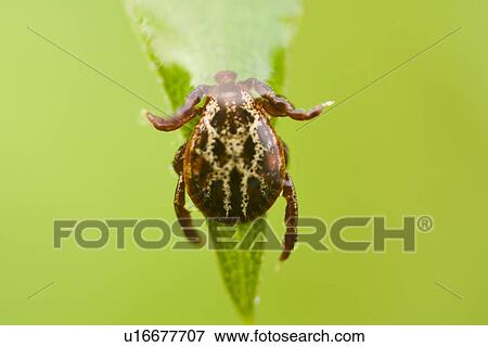 day, alfred, dangerous, danger, animals, affection View Large Photo Image Stock Photo - day, alfred, dangerous, danger, animals, affection. Fotosearch