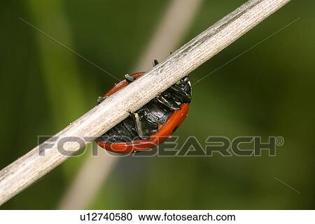 day, animals, coccinella, beetle, austria, alfred View Large Photo Image Stock Image - day, animals, coccinella, beetle, austria, alfred. Fotosearch