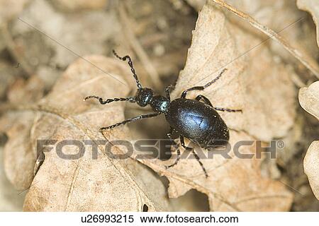 Stock Photography - deciduous forest, animal, deciduous, beetle, animals, alfred. Fotosearch