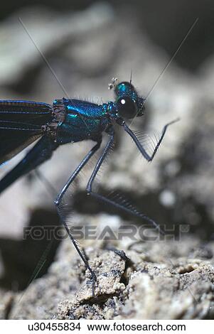 dock, binsenjungfer, construction, close-up, blue, dragonfly, animal View Large Photo Image Picture - dock, binsenjungfer, construction, close-up, blue, dragonfly, animal. Fotosearch