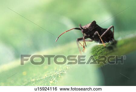 Stock Photograph - dock leafbug, bugs, coreus, calf, burgenland, flora, austria. Fotosearch