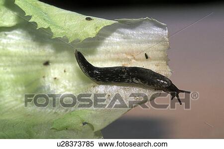 eat, animals, cormorant, calf, austria, garden, arion View Large Photo Image Stock Photography - eat, animals, cormorant, calf, austria, garden, arion. Fotosearch