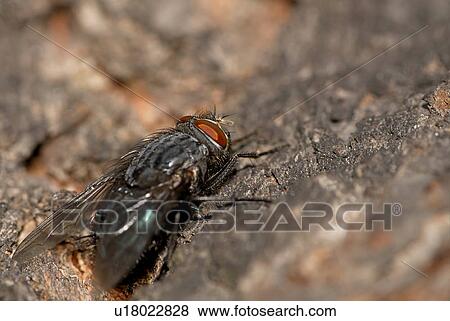 Facetten, Facettenaugen, flesh-fly, food chain, house-fly, hair, palp View Large Photo Image Stock Photo - Facetten, Facettenaugen, flesh-fly, food chain, house-fly, hair, palp. Fotosearch