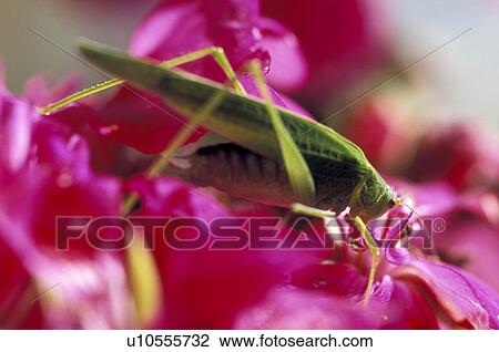 Grasshopper on a pink flower View Large Photo Image Stock Image - Grasshopper on a pink flower. Fotosearch