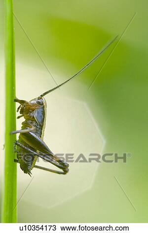 Green grasshopper View Large Photo Image Stock Image - Green grasshopper . Fotosearch