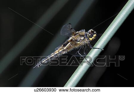 Stock Image - hexapoda, CLOSE, grass, dragonfly, close-up, insect, animals. Fotosearch