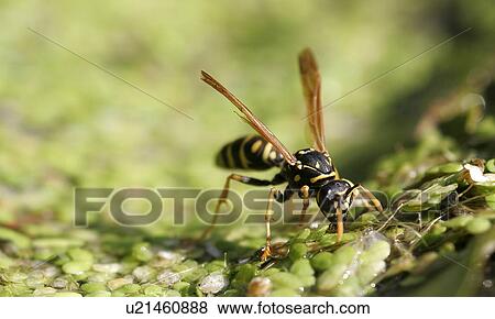 hs, close, green, eichinger, creature, animal View Large Photo Image Stock Photo - hs, close, green, eichinger, creature, animal. Fotosearch