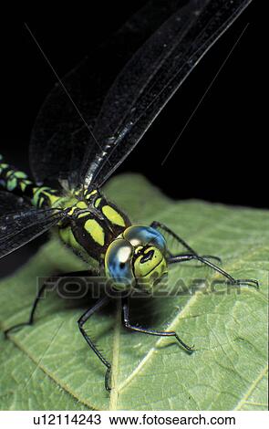 insect, CLOSE, hexapoda, dragonfly, close-up, insecta, animals View Large Photo Image Stock Image - insect, CLOSE, hexapoda, dragonfly, close-up, insecta, animals. Fotosearch