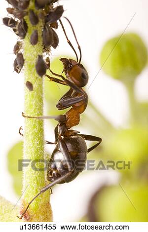 Insect on a bean plant View Large Photo Image Stock Photography - Insect on a bean plant. Fotosearch