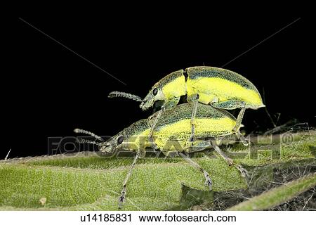 Insects having fun View Large Photo Image Stock Image - Insects having fun. Fotosearch