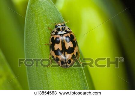 Stock Image - Lady bug beetle on a leaf. Fotosearch