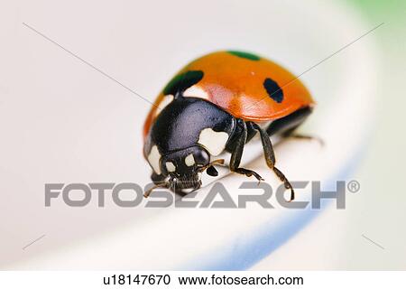 Lady bug View Large Photo Image Stock Image - Lady bug. Fotosearch