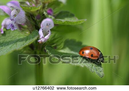 Ladybug on a flower's leaf View Large Photo Image Stock Image - Ladybug on a flower's leaf . Fotosearch
