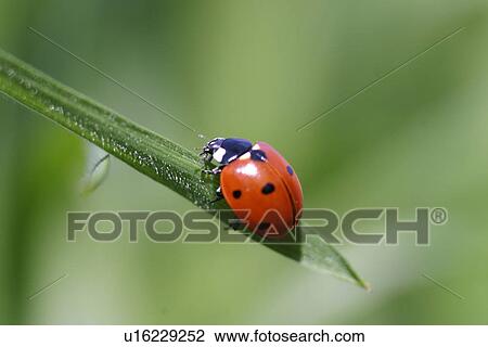 Ladybug on a leaf View Large Photo Image Stock Image - Ladybug on a leaf. Fotosearch