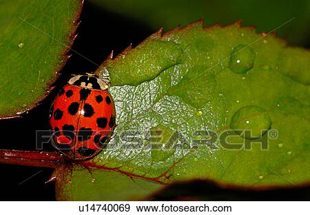 Ladybug on a leaf View Large Photo Image Stock Photo - Ladybug on a leaf. Fotosearch