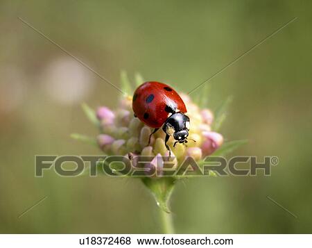 Ladybug on a pink flower View Large Photo Image Stock Photo - Ladybug on a pink flower. Fotosearch