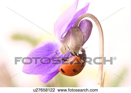 Ladybug on a purple flower View Large Photo Image Stock Image - Ladybug on a purple flower. Fotosearch