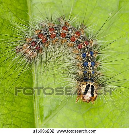 leaf, animals, larva, green, caterpillar, alfred View Large Photo Image Stock Image - leaf, animals, larva, green, caterpillar, alfred. Fotosearch