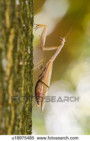 Mantis on a tree View Large Photo Image Stock Photography - Mantis on a tree. Fotosearch