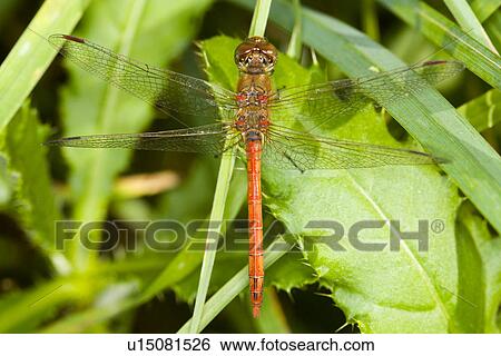 Stock Photograph - Orange dragonfly. Fotosearch