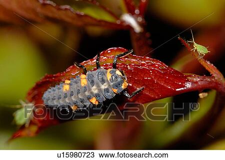 Stock Image - paint, small, colorful, colored, tiny, insect, animals. Fotosearch