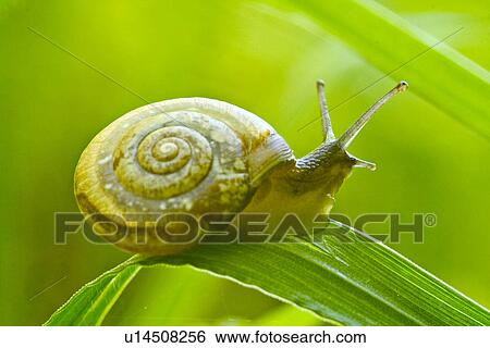 Snail on a leaf View Large Photo Image Stock Photograph - Snail on a leaf. Fotosearch
