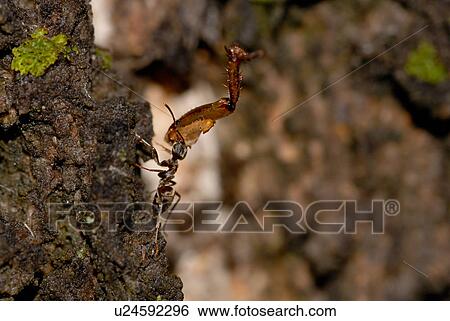 transport, climb, hump, insect, emmet, animal View Large Photo Image Stock Photograph - transport, climb, hump, insect, emmet, animal. Fotosearch