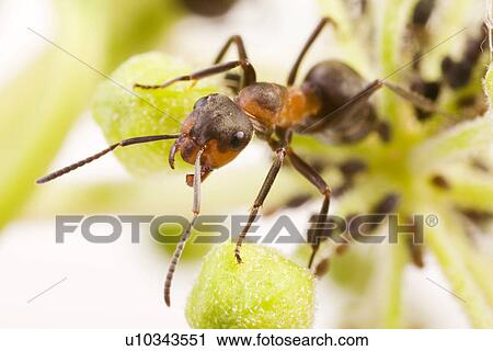 Up-close to an ant View Large Photo Image Stock Image - Up-close to an ant . Fotosearch