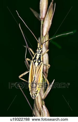 wiesen, weide, wiesenbewohner, alfred, animal, animals View Large Photo Image Stock Photo - wiesen, weide, wiesenbewohner, alfred, animal, animals. Fotosearch