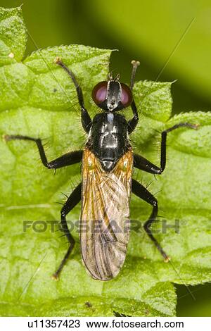 wiesenbewohner, alfred, animal, animals, close-up View Large Photo Image Stock Image - wiesenbewohner, alfred, animal, animals, close-up. Fotosearch