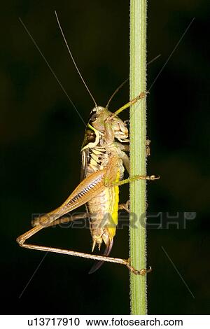 wiesenbewohner, alfred, animal, animals, bite-frighten, blade of grass View Large Photo Image Stock Image - wiesenbewohner, alfred, animal, animals, bite-frighten, blade of grass. Fotosearch